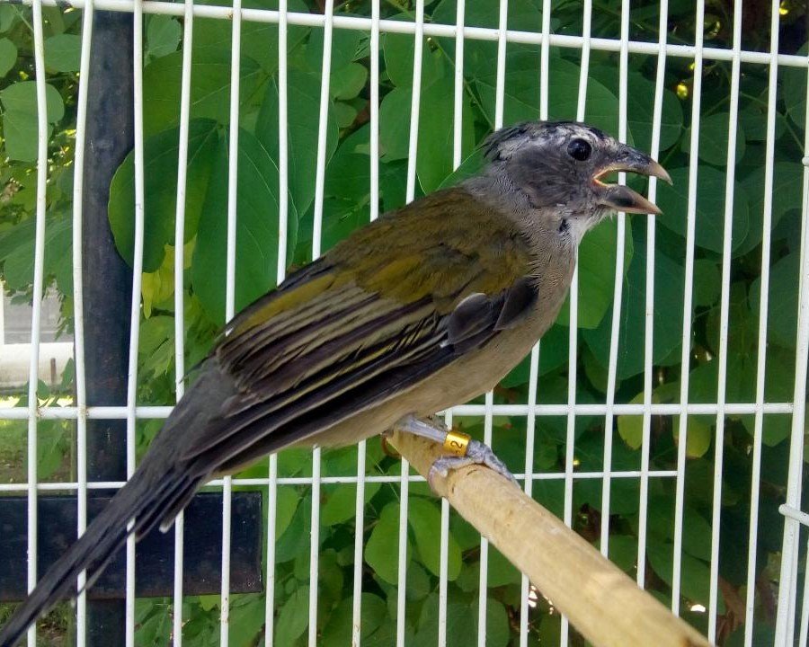 Trinca-Ferro Songai do Criadouro Buriti